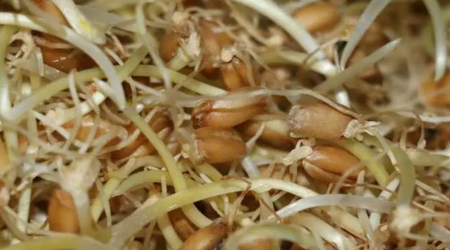 Bir Sabır ve Bereket Destanı