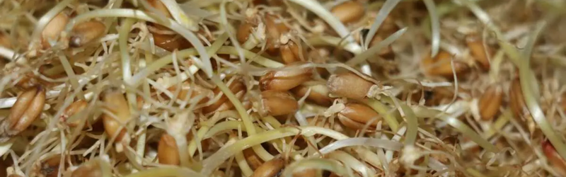 Uğut Tatlısı Tarihçesi